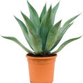 Agave centrica, im 20cm Topf, H�he 55cm, Breite 45cm