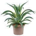 Agave desmettiana 'Variegata', im 25cm Topf, H�he 50cm, Breite 40cm