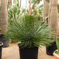 Agave geminiflora, Gr�n, im 35cm Topf, H�he 80cm, Breite 80cm