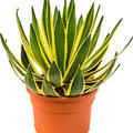 Agave lopantha, Gr�n/gelb, im 27cm Topf, H�he 50cm, Breite 50cm