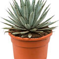 Agave macroacantha, Grau, im 27cm Topf, H�he 40cm, Breite 30cm