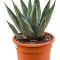 Agave nigra, Grau, im 27cm Topf, H�he 50cm, Breite 35cm