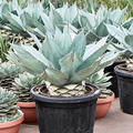 Agave ovatifolia 'Vanzie', Grijs Groen, im 45cm Topf, H�he 85cm, Breite 75cm