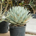 Agave parryi, Gr�n/grau, im 35cm Topf, H�he 60cm, Breite 45cm