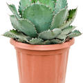 Agave seemanniana 'X Isthmensis', Gr�n, im 35cm Topf, H�he 60cm, Breite 50cm
