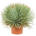 Agave stricta 'Blue', Gr�n/blau, im 24cm Topf, H�he 50cm, Breite 60cm