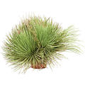 Agave stricta, Gr�n/grau, im 24cm Topf, H�he 60cm, Breite 80cm