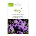 Leberbalsam (Ageratum)