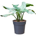Aglaonema 'Aluminio', Tuff, im 24cm Topf, H�he 65cm, Breite 55cm