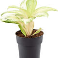 Aglaonema 'Arctic Lime', Tuff, im 19cm Topf, H�he 45cm, Breite 45cm