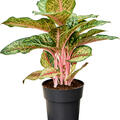 Aglaonema 'Carnival Queen', Tuff, im 19cm Topf, H�he 50cm, Breite 40cm