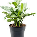 Aglaonema 'Christina', Tuff, im 19cm Topf, H�he 60cm, Breite 30cm