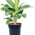 Aglaonema Cintho Queen, Tuff, im 24cm Topf, H�he 65cm, Breite 50cm