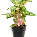 Aglaonema 'Coco Melon', Tuff, im 19cm Topf, H�he 60cm, Breite 35cm