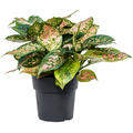 Aglaonema 'Crimson Love', Tuff, im 19cm Topf, H�he 40cm, Breite 35cm