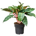 Aglaonema 'Dreamcatcher', Tuff, im 19cm Topf, H�he 50cm, Breite 40cm