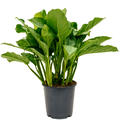 Aglaonema 'Freedman', Tuff, im 24cm Topf, H�he 80cm, Breite 40cm