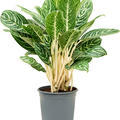 Aglaonema 'Green Sun', Tuff, im 24cm Topf, H�he 65cm, Breite 40cm