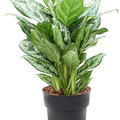 Aglaonema 'Laurel Green', Tuff, im 19cm Topf, H�he 70cm, Breite 45cm