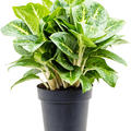 Aglaonema 'Lemon Mint', im 19cm Topf, H�he 45cm, Breite 35cm