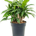 Aglaonema 'Maria', Tuff, im 19cm Topf, H�he 35cm, Breite 40cm
