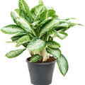 Aglaonema 'Milky way', Tuff, im 24cm Topf, H�he 70cm, Breite 40cm