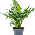 Aglaonema 'Miss Julliete', Tuff, im 17cm Topf, H�he 50cm, Breite 30cm