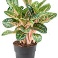 Aglaonema 'Orange Flame', Tuff, im 19cm Topf, H�he 50cm, Breite 40cm