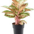 Aglaonema 'Painted Celebration', Tuff, im 19cm Topf, H�he 50cm, Breite 40cm