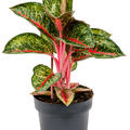 Aglaonema 'Paradise Red', Tuff, im 19cm Topf, H�he 50cm, Breite 35cm