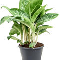 Aglaonema 'Pearl', Tuff, im 24cm Topf, H�he 70cm, Breite 40cm