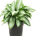 Aglaonema 'Silver Bay Compact', Busch, im 21cm Topf, H�he 50cm, Breite 50cm