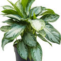 Aglaonema 'Silver Bay', Tuff, im 24cm Topf, H�he 65cm, Breite 60cm