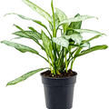 Aglaonema 'Silver Queen', Tuff, im 19cm Topf, H�he 50cm, Breite 30cm