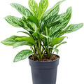 Aglaonema 'Stripes', Tuff, im 30cm Topf, H�he 80cm, Breite 65cm