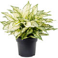 Aglaonema 'White Kiwi', Tuff, im 19cm Topf, H�he 45cm, Breite 45cm