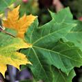 Acer platanoides Bl�tter im Herbst