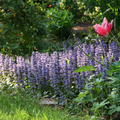 Ajuga reptans
