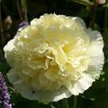 Alcea rosea 'Pleniflora' gelb