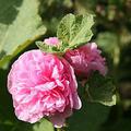 Alcea rosea 'Pleniflora' rosa