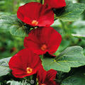 Alcea rosea Spotlight-Series 'Mars Magic'