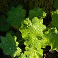 Alchemilla faeroensis ssp. pumila, Alchemilla faeroensis ssp. pumila
