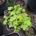 Allackerbeere 'Tarja', Rubus arcticus 'Tarja'