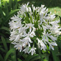 Agapanthus africanus Albus, Schmucklilie