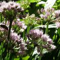 Allium 'Cameleon', Allium 'Cameleon'