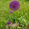 Allium aflatunense 'Purple Sensation', Allium aflatunense 'Purple Sensation'