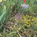 Allium schubertii , Allium schubertii 