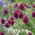 Kleinbl�tiger Zierlauch, Allium sphaerocephalon