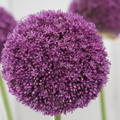 Allium 'Ambassador'�
