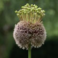 Allium 'Forelock'�